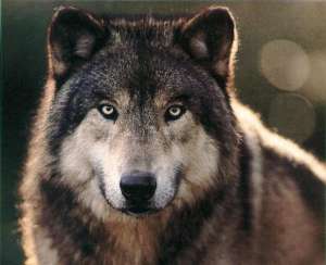 Волк. Фото: http://nexus.polaris.net/