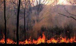 Лесной пожар. Фото: http://www.fegi.ru