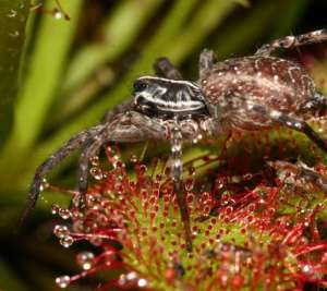 Судя по тому как бесстрашно этот паук-волк передвигается по липким листьям, сами пауки не боятся пищеварительных ферментов росянок (фото Christopher V. Anderson).