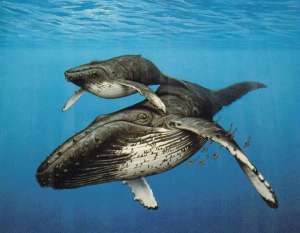 Серый кит. Рисунок с сайта http://nefontan.ru