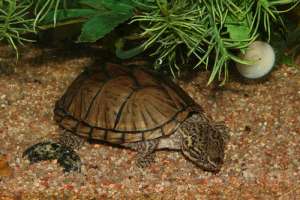 Мускусная черепаха. Фото: http://www.mypets.by/