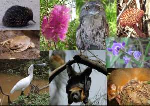 Биоразнообразие. Коллаж с сайта http://www.liverpool.nsw.gov.au