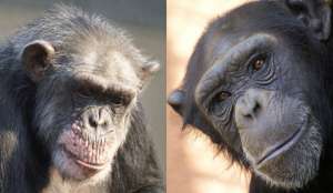 Те самые участницы эксперимента – почтенная Джорджия (слева) и Тара (фото Yerkes Primate Research Center).