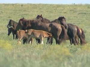 Популяция диких лошадей на острове резко сократилась из-за холодной зимы. Фото: Вести.Ru