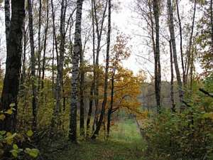 Шереметьевский лес. Фото: http://www.greenpeace.org