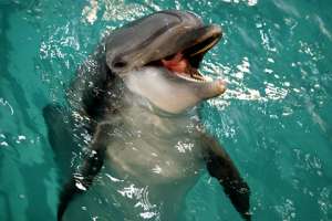 Дельфин. Фото: http://www.oceanology.ru