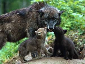 Волк и волчата. Фото: http://animalpix.ru