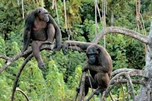 Восточноафриканские шимпанзе. Фото: http://africa-fauna.ru