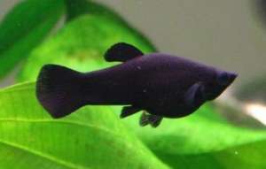 Черная моллинезия. Фото: http://www.wildfish.ru