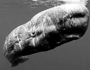 Найдены останки самого большого морского хищника в истории. Фото: http://www.vz.ru