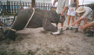 Так цирковые дрессировщики учат маленького слоненка различным цирковым приемам. Фото с сайта http://www.vita.org.ru