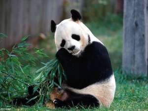 Панда. Фото из открытых источников сети Интернет