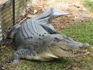 Крокодил. Фото: http://www.infoukes.com