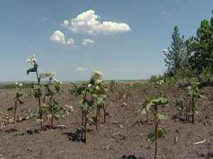 Высокая температура губит сельское хозяйство. Фото: Вести.Ru