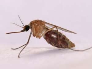 Комар рода Anopheles. Изображение с сайта wikimedia.org