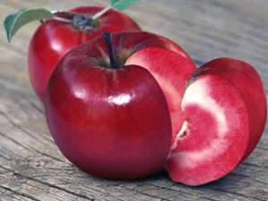 Швейцарскому садоводу Маркусу Коберту удалось добиться того, что не успел совершить Мичурин: скрестить яблоки и помидоры. Фото: http://www.suttons.co.uk
