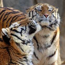 Амурский тигр. Фото: http://www.nkj.ru
