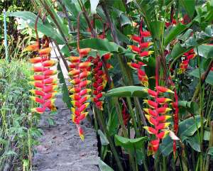 Тропические растения. Фото из открытых источников сети Интернет
