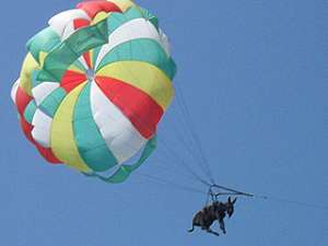 Бизнесменов, которые отправили осла летать с парашютом, хотят оштрафовать. Животное покажут ветеринару. Фото: http://kuban.kp.ru/