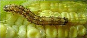 Гусеница хлопковой совки. Фото: http://kosmais.narod.ru