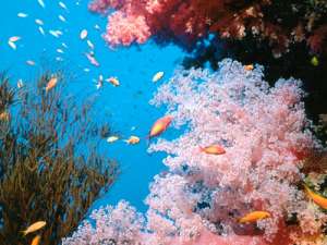 Кораллы Красного моря. Фото: http://www.goegypt.ru