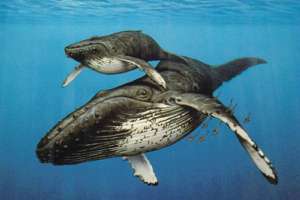 Сегодня - Всемирный день китов и дельфинов. Фото: http://tatar-inform.ru