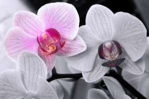 Орхидеи. Фото: http://lenka-x.com