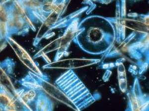Диатомовые водоросли - одни из типичных представителей фитопланктона. Фото NOAA