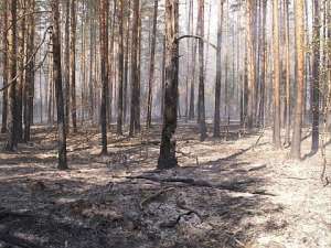 Лес после пожара. Фото: http://natura.spb.ru