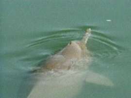 Дельфин. Фото: Вести.Ru