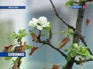 На северо-западе Москвы в районе Строгинской поймы из-за аномальной жары вторично зацвели яблони. Как отмечают специалисты, ранее таких природных аномалий в столице не было. Фото: Вести.Ru