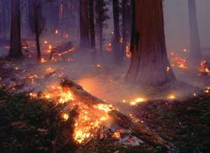 Лесной пожар. Фото: http://www.bellona.ru