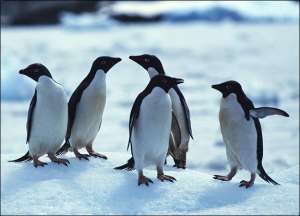 Пингвины. Фото: http://animal.discovery.com
