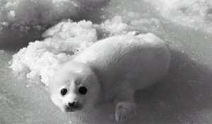 Тюлень. Фото: http://www.biodiversity.ru