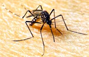 Комары - переносчики лихорадки денге. Фото: http://www.caribi.ru