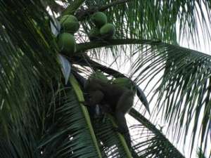Макака срывает кокосы. Фото: http://bandadizel.com.ua