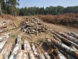 Вырубка Химкинского леса. Фото: http://www.rusnovosti.ru