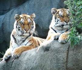 Тигры. Фото: http://www.indyzoo.com