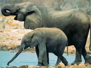 Слоны. Фото: http://www.zooclub.ru
