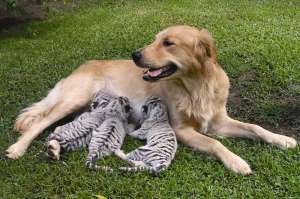 Необычные усыновления в мире животных. Фото: http://www.etoday.ru