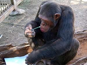 Шимпанзе. Фото: http://rostov.kp.ru