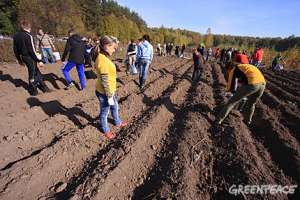 Посадки желудей в питомнике Рязанского участкового лесничества. Фото: Greenpeace