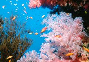 Кораллы. Фото: http://vesti.kz