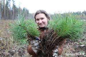 Петербуржцы посадили новый лес на месте сгоревшего. Фото: Greenpeace
