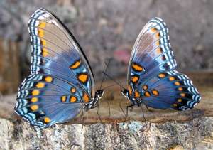Бабочки. Фото из открытых источников сети Интернет