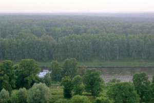 Химкинский лес. Фото: http://gzt.ru