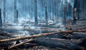 Выгоревший лес. Фото: http://rus.ruvr.ru