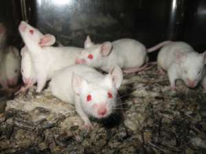 Лабораторные мыши. Фото: http://dic.academic.ru