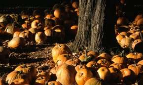 Празднование Хеллоуина вредит здоровью и разрушает экологию. Фото: Getty Images / http://www.mignews.com