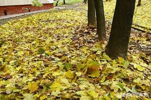 Убирая листву в парках, мы лишаем территорию той самой «подушки безопасности» из опавшей листвы, веток и семян, из которой образуется перегной и где обитают 50% органических веществ и «сотни дождевых червей на одном квадратном метре». Фото: Greenpeace
